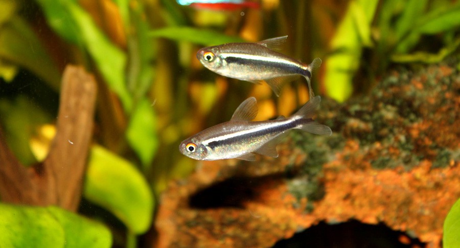 Hyphessobrycon Herbertaxelrodi 2