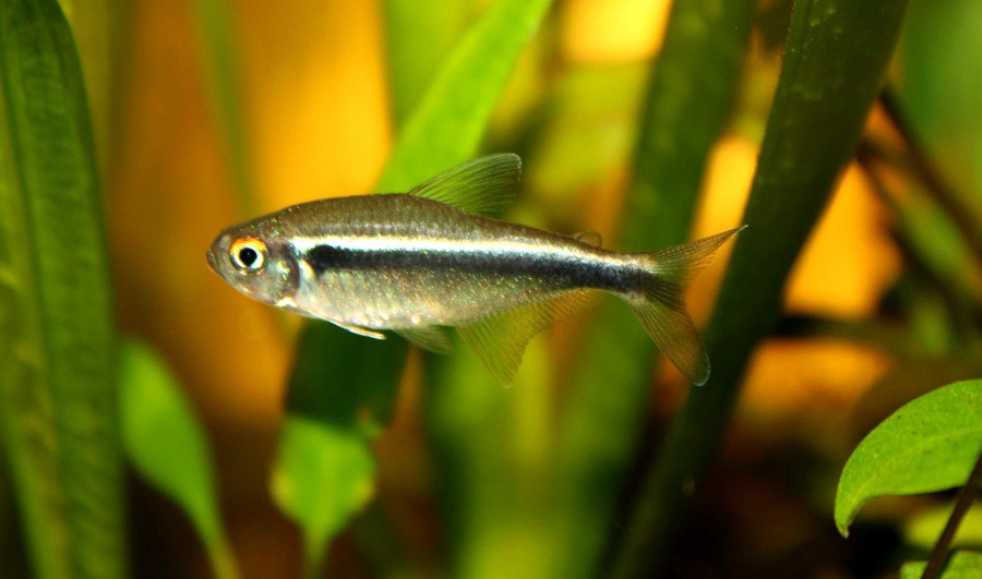 Hyphessobrycon Herbertaxelrodi 3