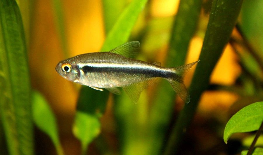 Hyphessobrycon Herbertaxelrodi 3