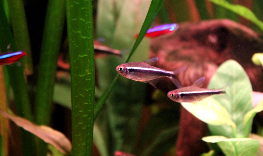 Hyphessobrycon Herbertaxelrodi 4