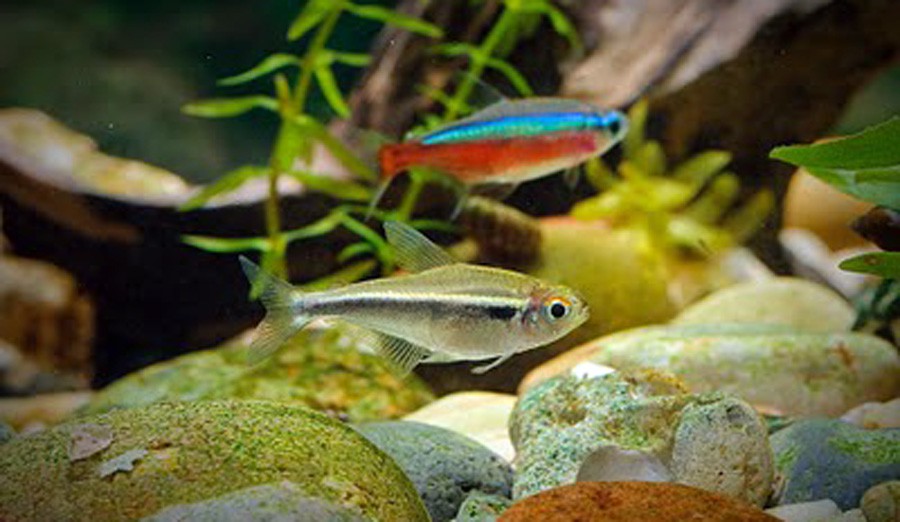 Hyphessobrycon Herbertaxelrodi 5