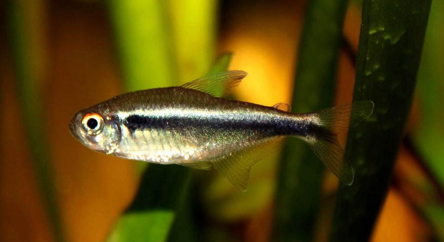 Hyphessobrycon Herbertaxelrodi 6