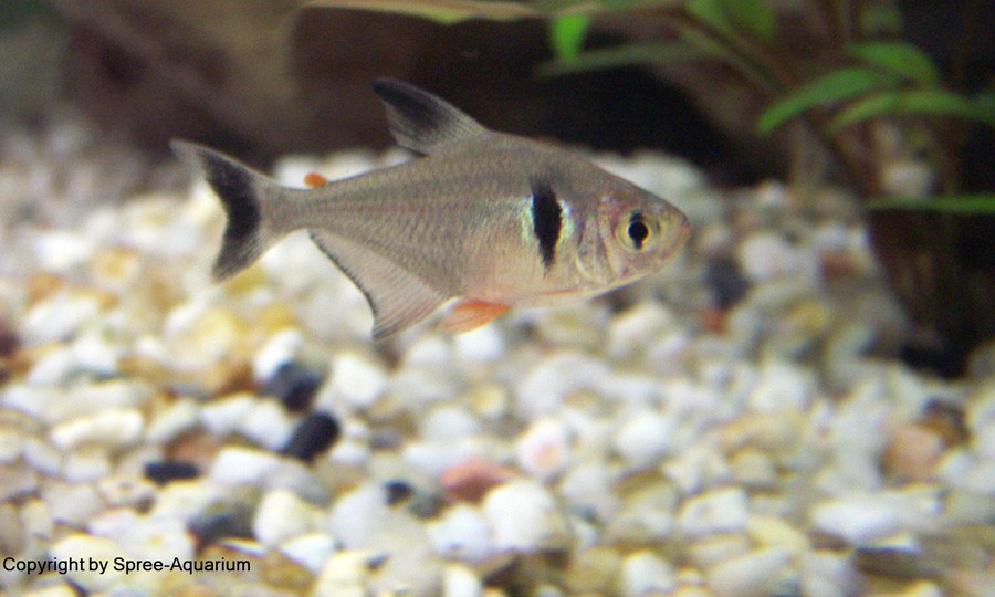 Hyphessobrycon Megalopterus 2