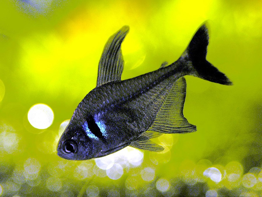 Hyphessobrycon Megalopterus 3