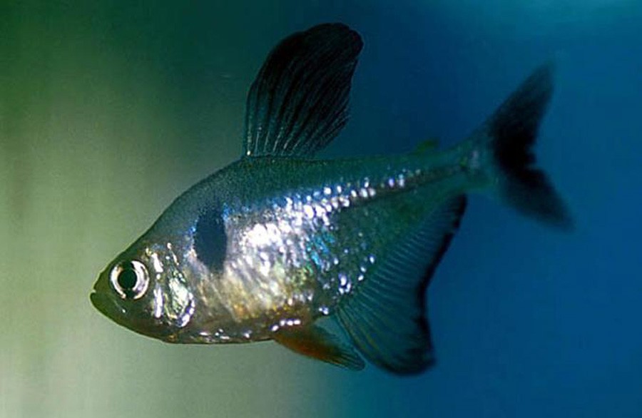 Hyphessobrycon Megalopterus 4