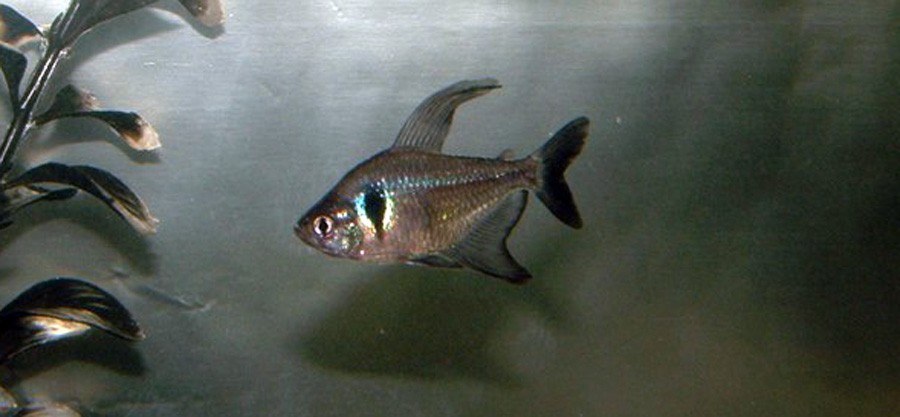 Hyphessobrycon Megalopterus 5