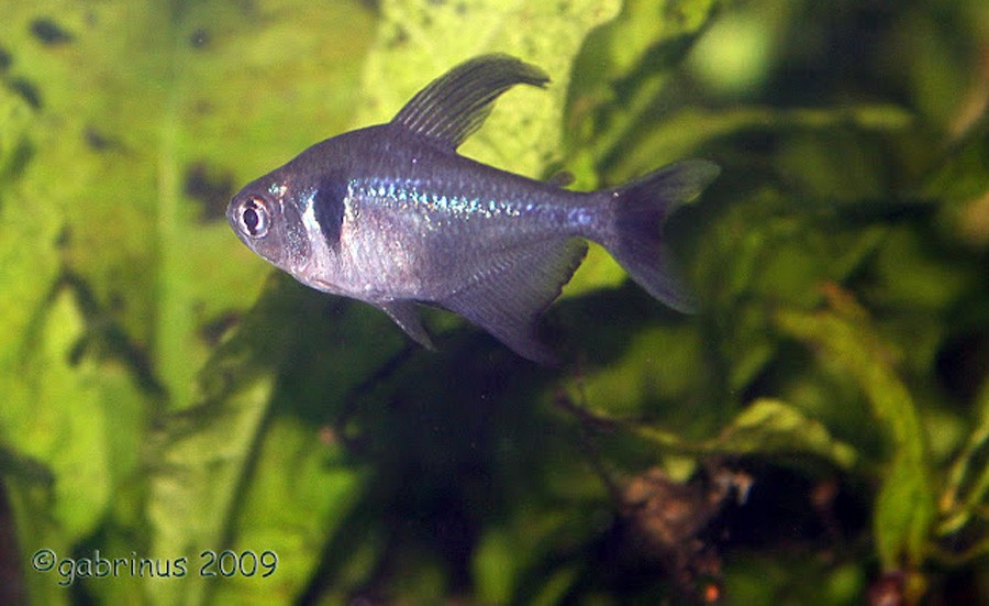 Hyphessobrycon Megalopterus 6