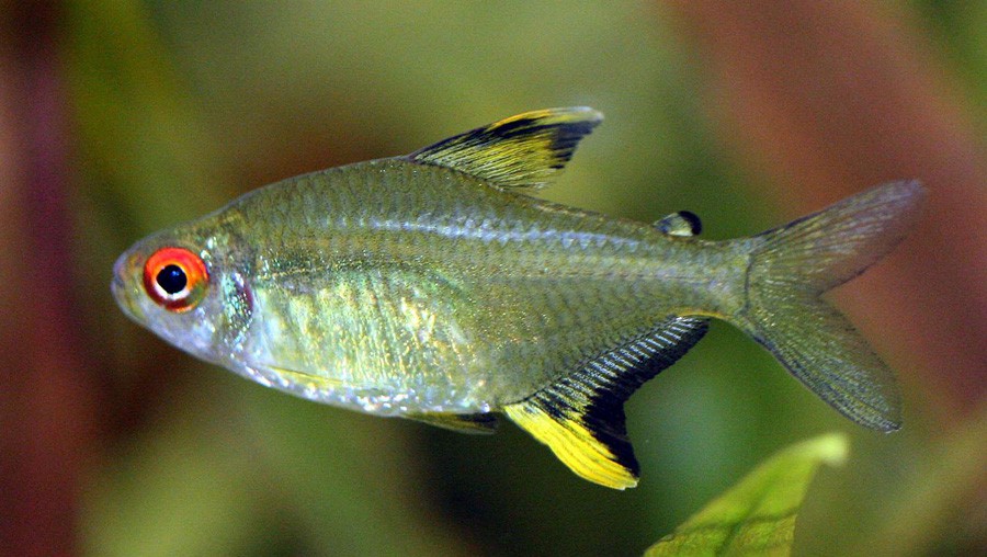 Tetra Limón