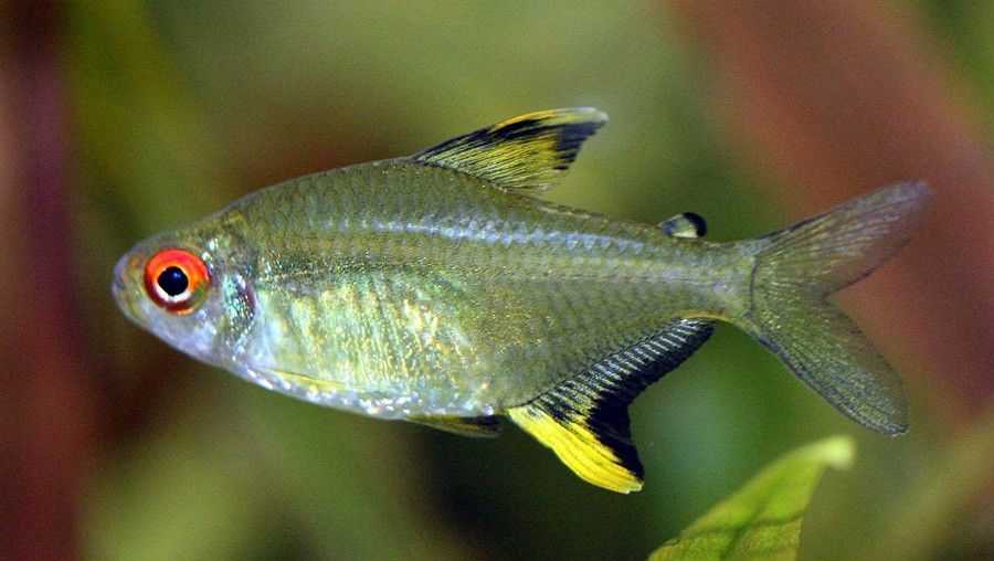 Tetra Limón
