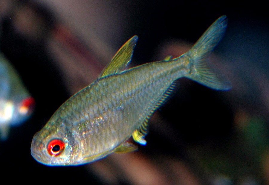 Hyphessobrycon Pulchripinnis 2