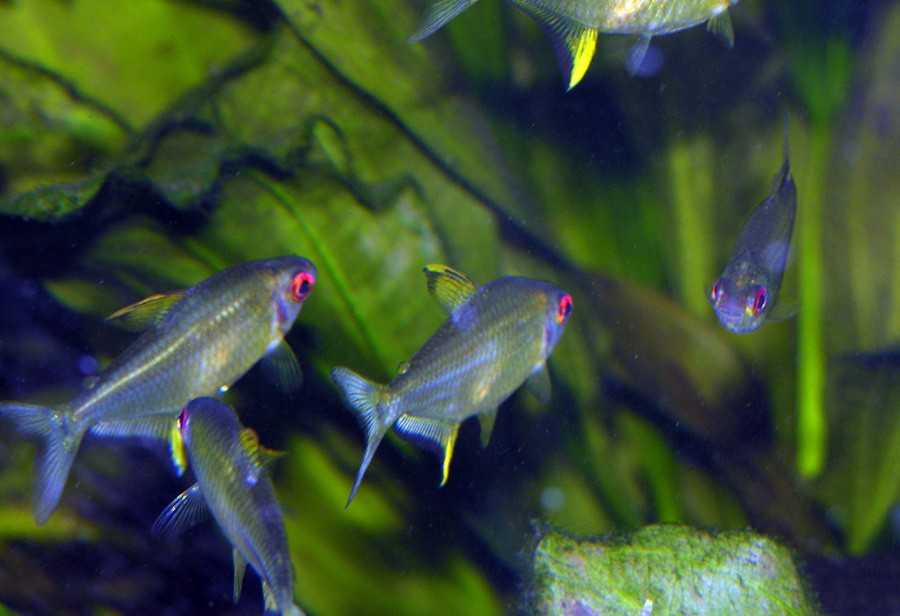 Hyphessobrycon Pulchripinnis 3