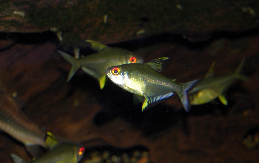Hyphessobrycon Pulchripinnis 4