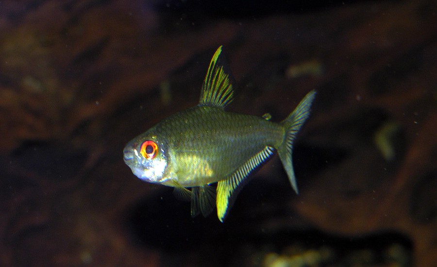 Hyphessobrycon Pulchripinnis 5
