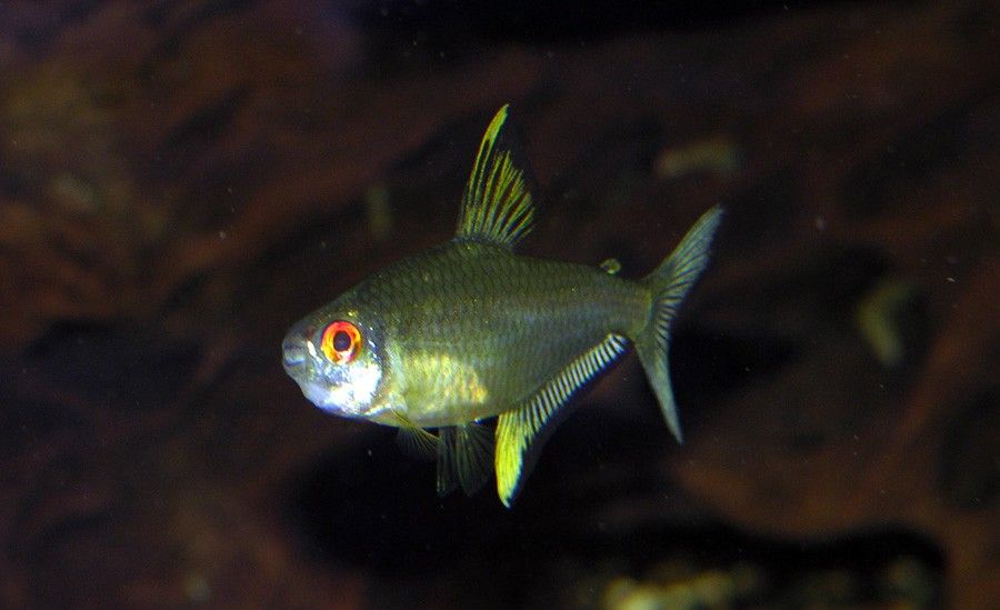 Hyphessobrycon Pulchripinnis 5