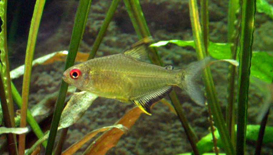 Hyphessobrycon Pulchripinnis 6