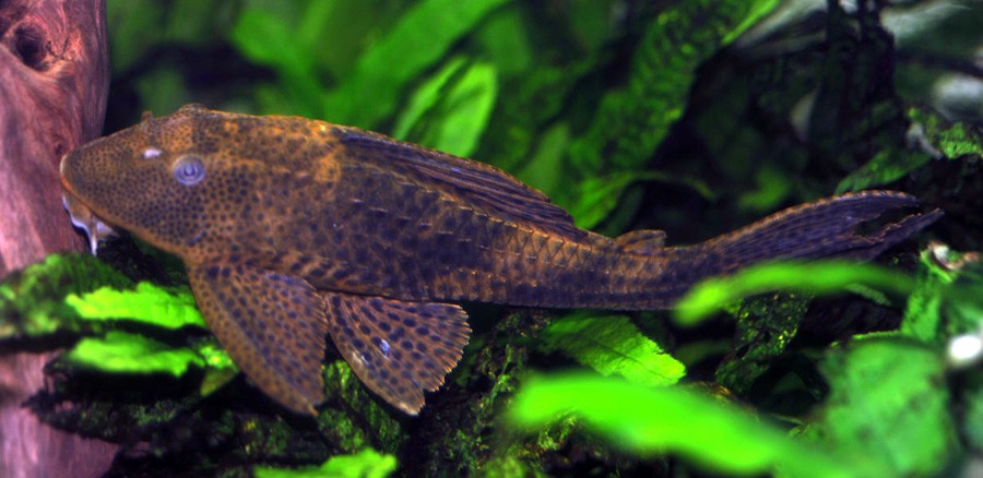 Hypostomus Plecostomus 2