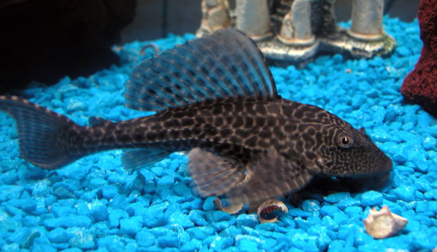 Hypostomus Plecostomus 3