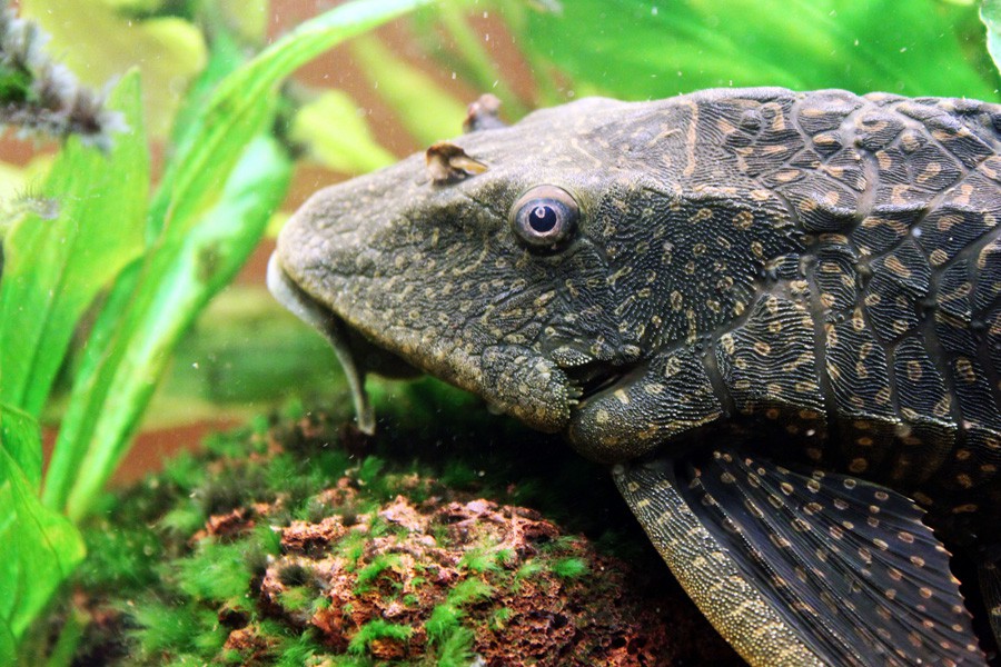 Hypostomus Plecostomus 4