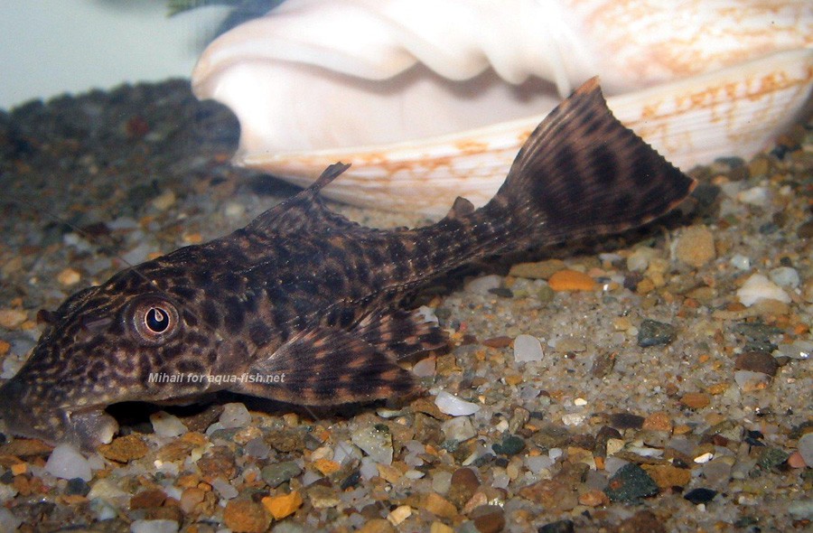 Hypostomus Plecostomus 5
