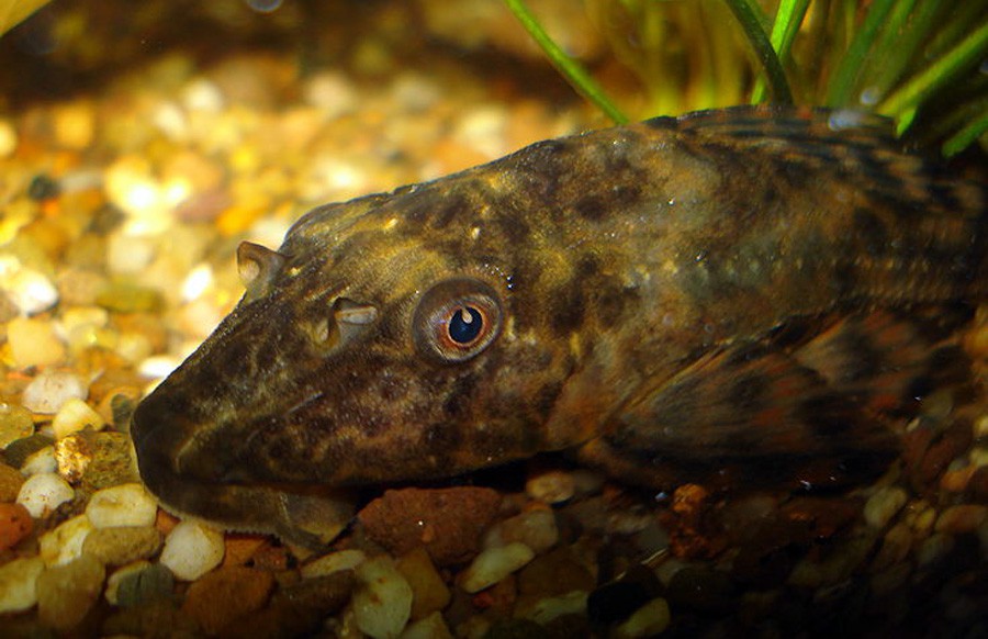 Hypostomus Plecostomus 6