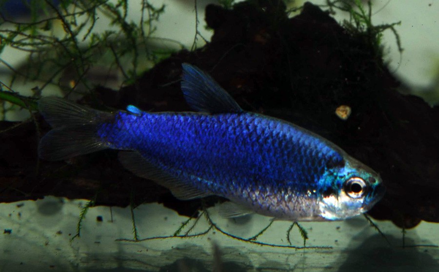 Falso Tetra Emperador