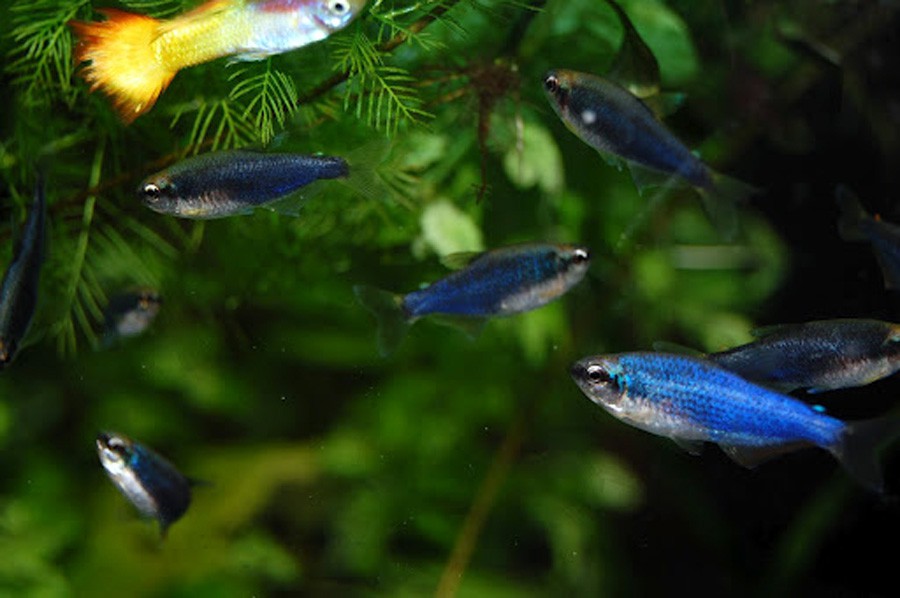 Inpaichthys Kerri 2