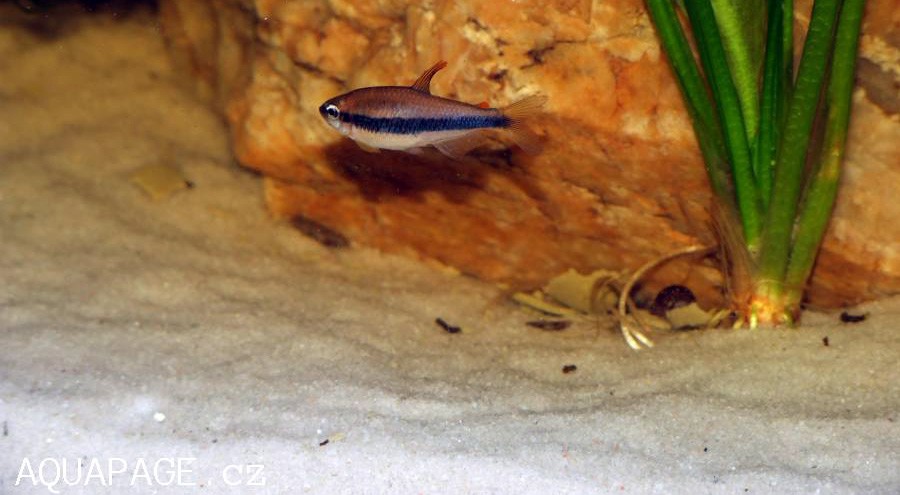 Inpaichthys Kerri 3