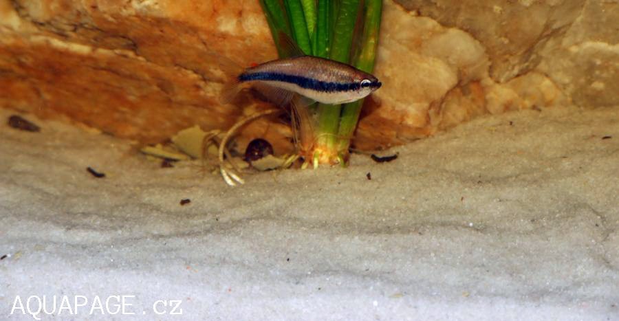 Inpaichthys Kerri 4