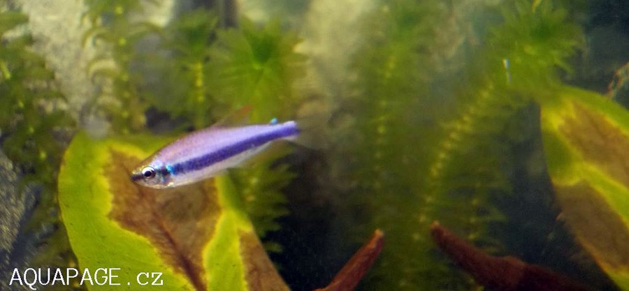 Inpaichthys Kerri 5
