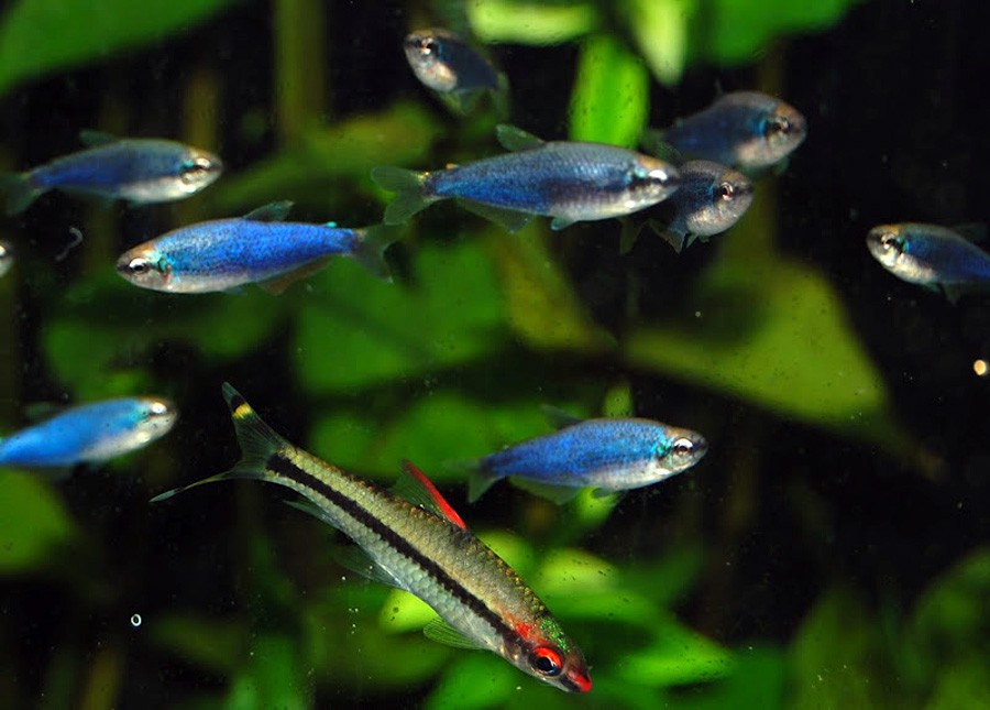 Inpaichthys Kerri 6