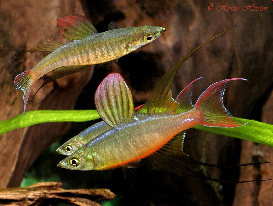 Arco Iris de Aleta Filamentosa