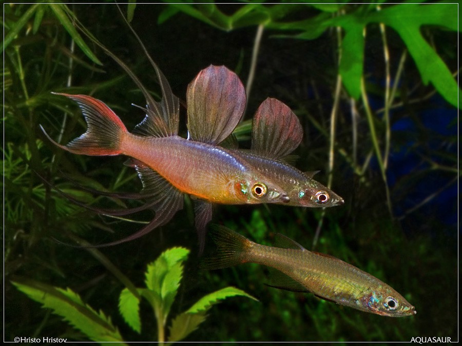 Iriatherina Werneri 2