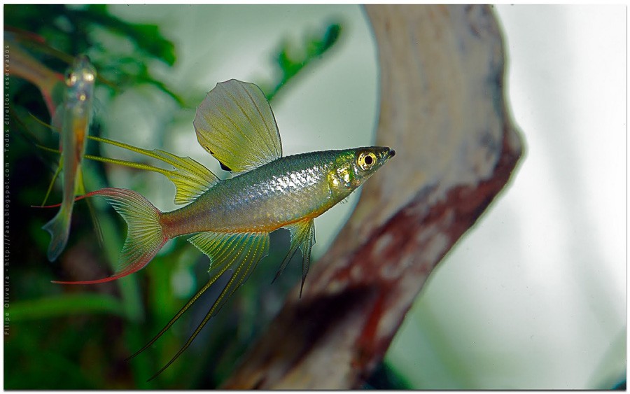 Iriatherina Werneri 3