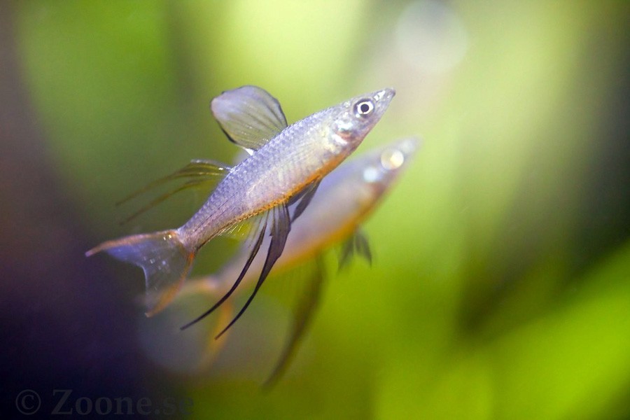 Iriatherina Werneri 4