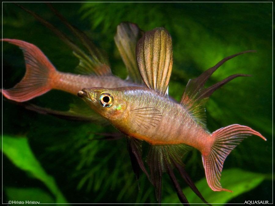 Iriatherina Werneri 5