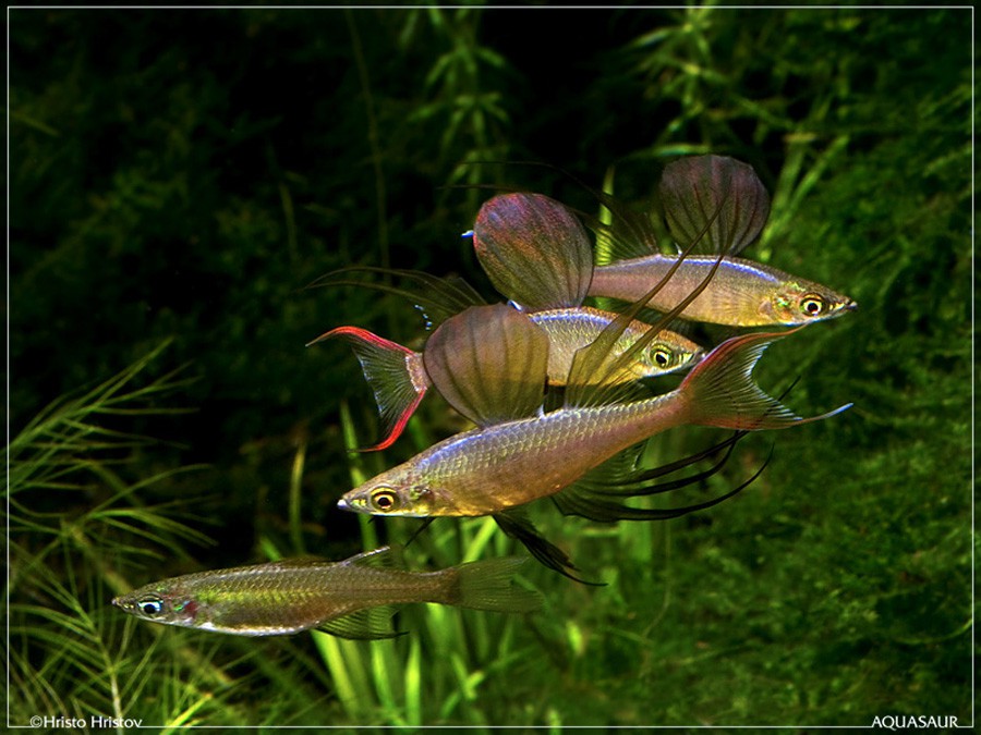 Iriatherina Werneri 6