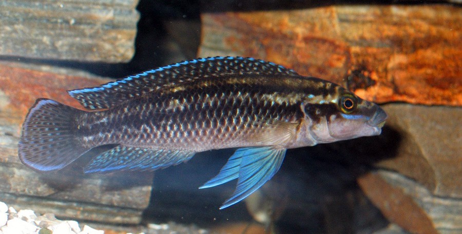 Julidochromis Dickfeldi 2