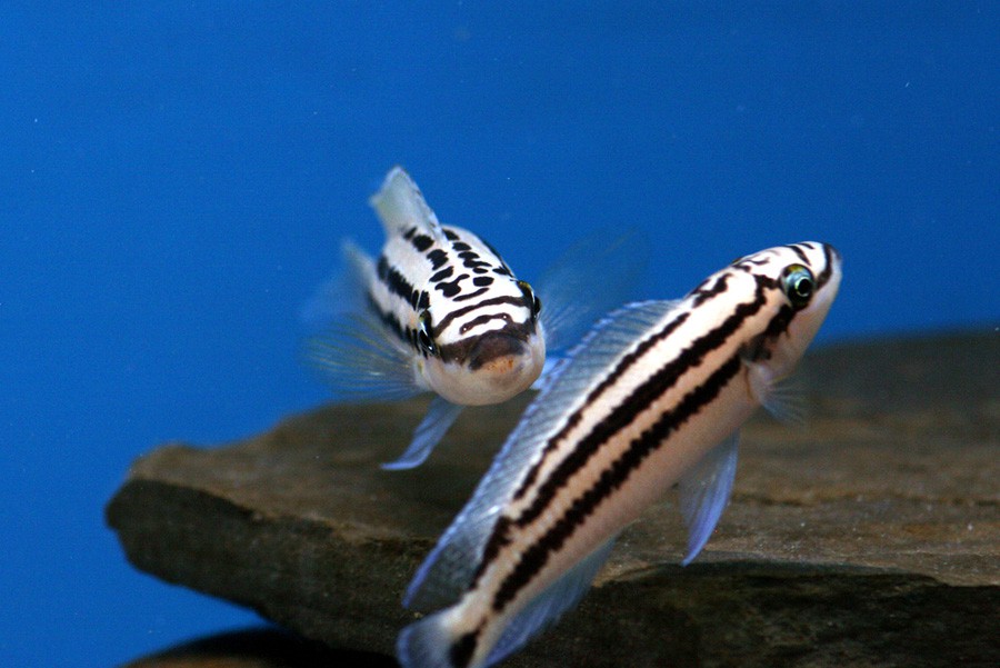 Julidochromis Dickfeldi 3
