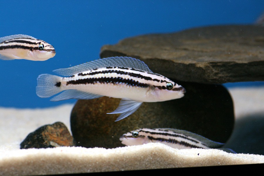 Julidochromis Dickfeldi 4