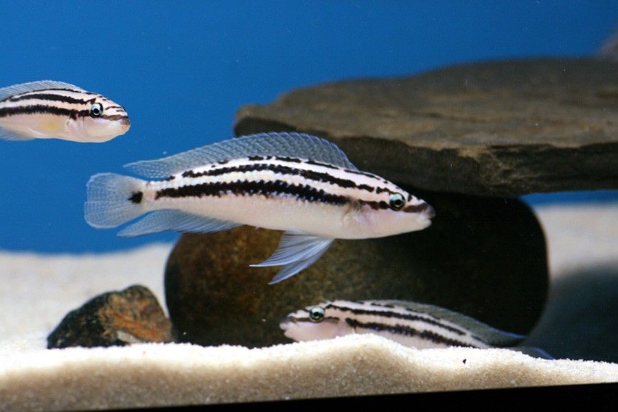 Julidochromis Dickfeldi 4