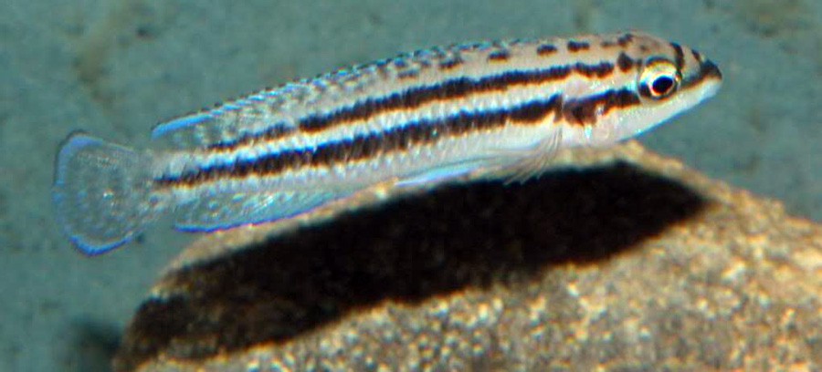 Julidochromis Dickfeldi 5