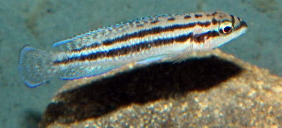 Julidochromis Dickfeldi 5