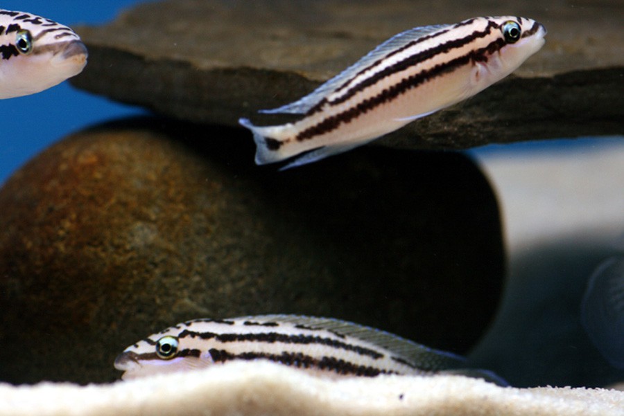 Julidochromis Dickfeldi 6