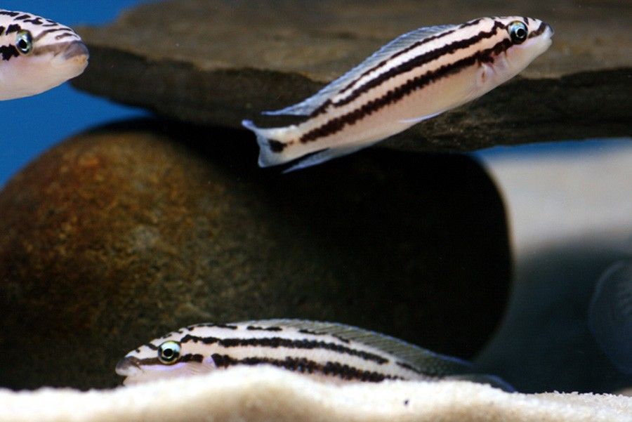 Julidochromis Dickfeldi 6