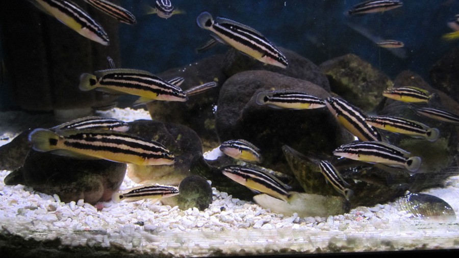 Julidochromis Ornatus 2