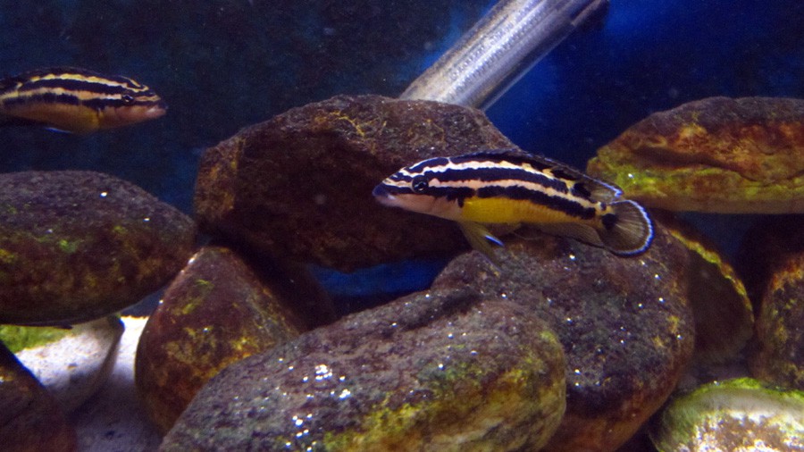 Julidochromis Ornatus 3