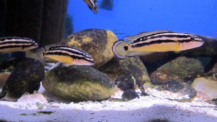 Julidochromis Ornatus 4