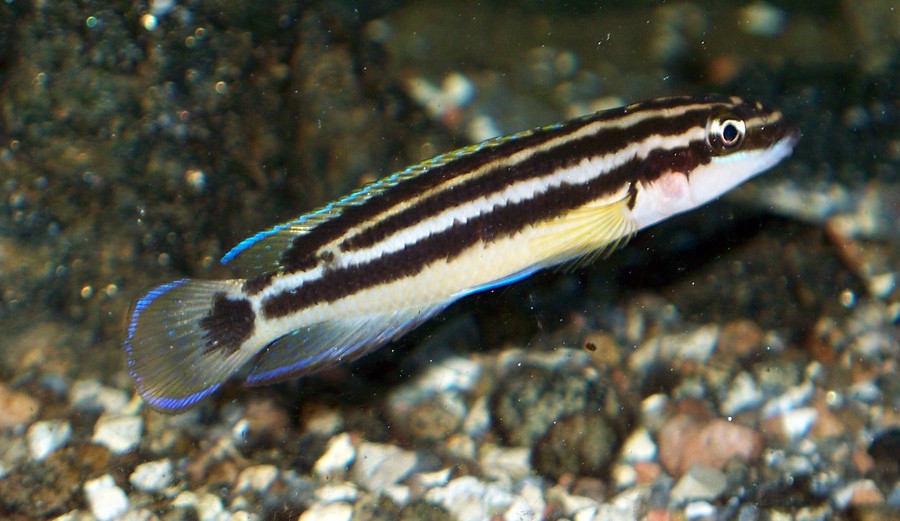 Julidochromis Ornatus 5