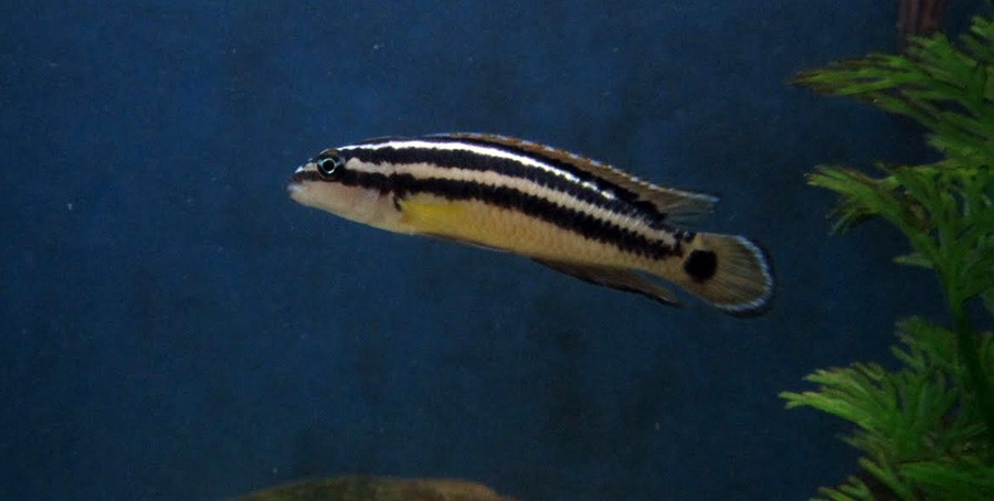 Julidochromis Ornatus 6
