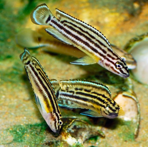 Julidochromis Regani 2